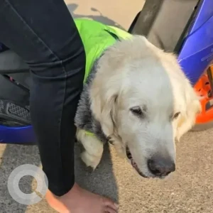 A White Golden Retriever Dog Found from VV Puram