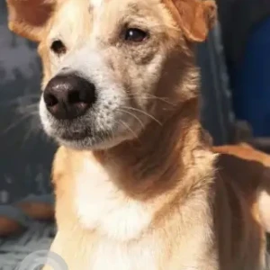A Brown Indie Dog Missing from Kirari Prem Nagar, Amravati hospital