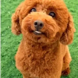 A Orange Poodle Dog Missing from Jumeirah University
