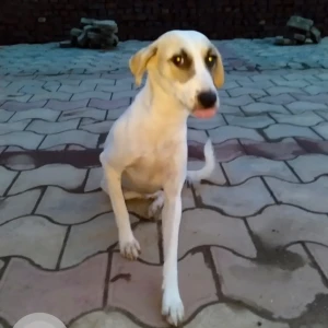 A White-Brown Mix Indie Dog Missing from Layman Vihar