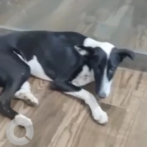 A White-Brown Mix Indie Dog Found from New Delhi-2