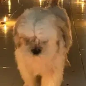 A White Shih Tzu Dog Missing from Kodambakkam Power House Road-2