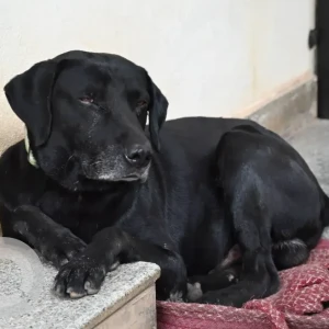A Black Labrador Dog Found from Telecom layout, Jakkur post