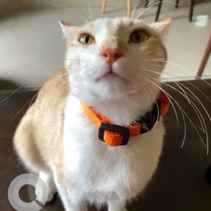 A White-Brown Mix Indie Cat Missing from Doddanekundi, Bengaluru