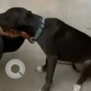 A Black and White Indie Dog Missing from Velachery, Chennai-2