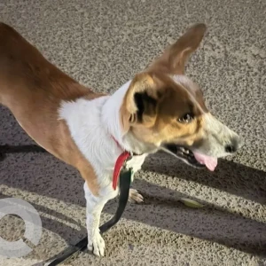 A White-Brown Mix Indie Dog Found from C block, Sushant lok, Sector 43