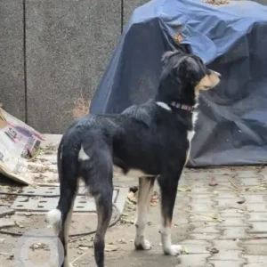 A Black and White Indie Dog Found from Pocket 10, Kohinoor Apartment-2