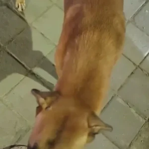 A White-Brown Mix Indie Dog Found from Pimpri Chinchwad-3