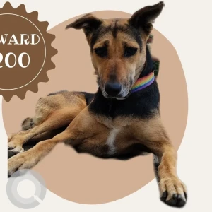 A Black and Brown Indie Dog Missing from Kodihalli, Bengaluru