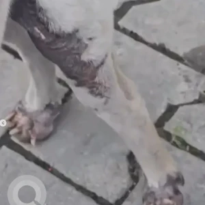 A White-Brown Mix Indie Dog Missing from Bengaluru-3