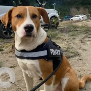 A White-Brown Mix Indie Dog Missing from Hollongi near airport road