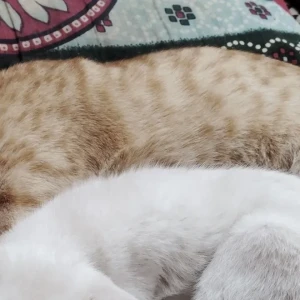 A Light Brown Ginger cat Cat Missing from Nandanam, Chennai-2