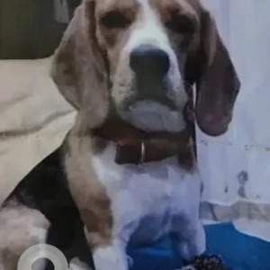 A White-Brown Mix Beagle Dog Missing from Vikaspuri, New Delhi