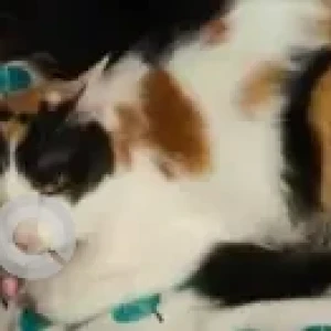 A Black and White Persian mix Cat Missing from F&G sector near Shiv Mandir-2