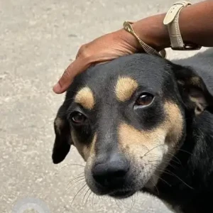 A Black and Brown Indie Dog Missing from Newtown BD Block ,  Biswabangla