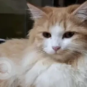 A White-Brown Mix Persian Ragdoll Cat Missing from K Muniyappa Road