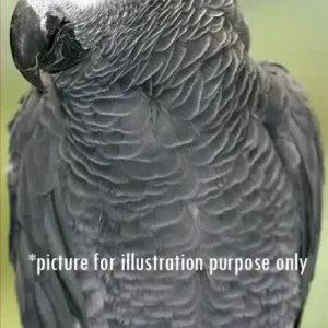 A Grey african parrot Bird Missing from Mirdif area