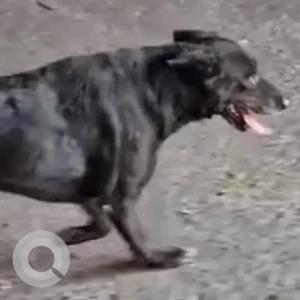A Black Indie Dog Found from Yamuna ghat-3