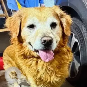 A Golden Golden Retriever Dog Found from Elizabeth Road