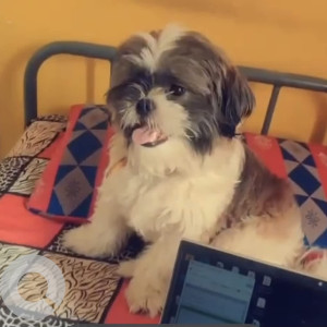A Grey-White Mix Shihtzu Dog Missing from Kengeri Satellite Town, Bengaluru