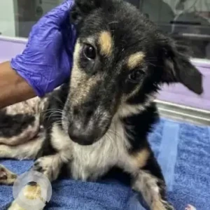 A Black and White Indie Dog Missing from Singasandra