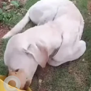 A White Indie Dog Found from KD Circle, Vijayanagar-3