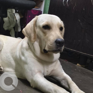 A White Labrador Dog Missing from Kalbadevi, Mumbai