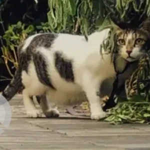 A Grey-White Mix Indie Cat Missing from Madhuban Society, Old Sangvi