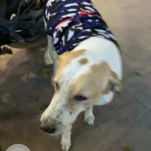 A White-Brown Mix Indie Dog Missing from Sector 40 Market