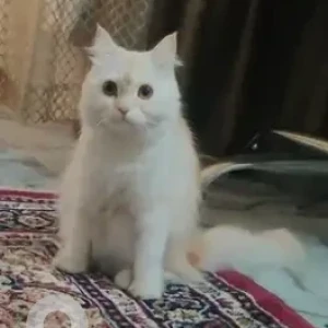 A White Persian Cat Cat Missing from JP Nagar 5th phase-3