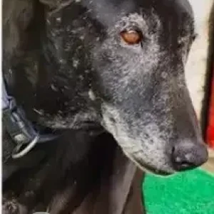 A Black Indie Dog Missing from Sarjapur Road Kaikondarahalli-2