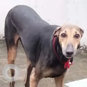 A Black and Brown Indie Dog Found from Anna Nagar, Chennai