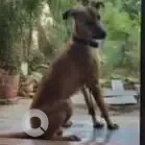 A Brown Indie Pariah Dog Missing from Mysuru-2