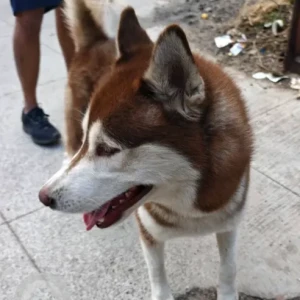 A White-Brown Mix Husky Dog Found from SR Nagar, Balkampet