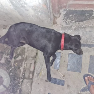A Black Indie Dog Missing from Kolkata-2