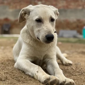 A White Labrador mix Dog Found from C-9, Vasant Kunj