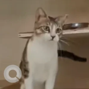 Female Domestic Shorthair Cat Adoption for Adoption in Aarey Colony, Royal Palms, Goregaon.