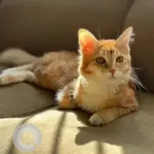 A White-Brown Mix Ginger Cat Missing from Bengaluru