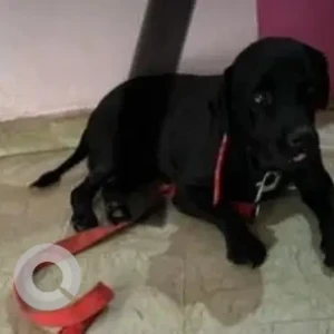 A Black Labrador Dog Missing from Sector 14 park, Dwarka-2