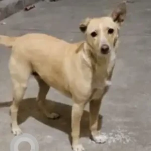 A White-Brown Mix Indie Dog Missing from Shiv Nagar, Gali 26