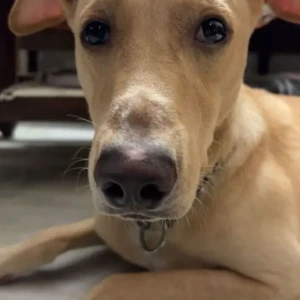 A White-Brown Mix Indie Dog Missing from Laxmi nagar, Nirman vihar, Shakarpur area-4