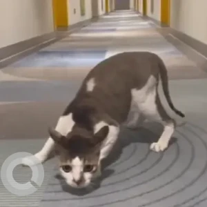 A Grey-White Mix Calico Cat Missing from Zuri Hotel, Whitefield-3