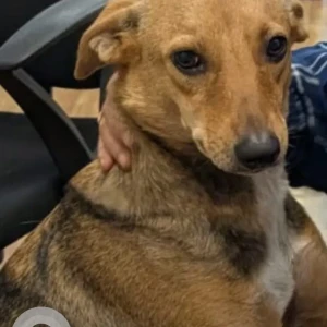 A Black and Brown Indie Dog Missing from Hadapsar, Pune