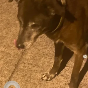 A Brown Indie Dog Missing from Kumarswamy layout-2