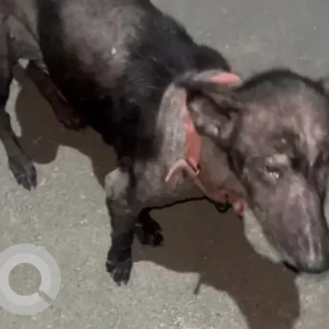 A Black Indie Dog Missing from Sector 115, Noida