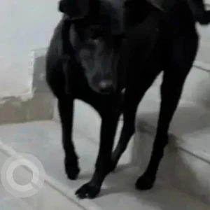 A Black Indie Dog Missing from Dhoolsiras village, Bajghera village-2