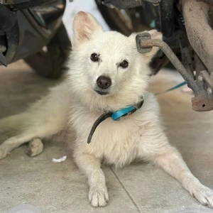 A White Pomeranian Dog Found from Porur, Chennai-3