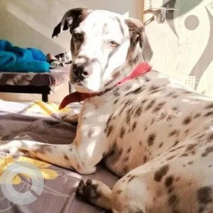 A White-Brown Mix Indie Dog Missing from Linear Garden