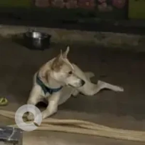 A White-Brown Mix Pitsky Dog Missing from Sanjay Park-2