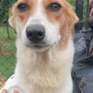 A White-Brown Mix Indie Dog Missing from Sembakkam, Chennai-2